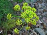 Lomatium grayi. Соцветие (сложный зонтик). Великобритания, Шотландия, Эдинбург, Royal Botanic Garden Edinburgh, в культуре. 4 апреля 2008 г.