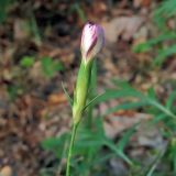 Dianthus fischeri. Бутон. Ульяновск, Заволжский р-н, опушка лиственного леса с преобладанием дуба. 08.08.2020.