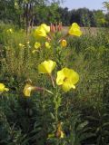 Oenothera coronifera