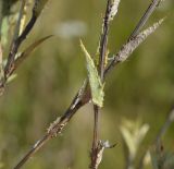 Carlina biebersteinii