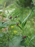 Artemisia vulgaris. Верхушка побега с развивающимся соцветием и галлами тли Cryptosiphum artemisiae (Homoptera, Aphididae). Кабардино-Балкария, Эльбрусский р-н, окр. с. Нейтрино, ок. 1800 м н.у.м., берег р. Кубасантысу. 09.07.2020.