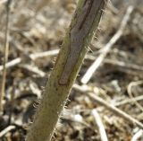 Chondrilla juncea. Опушение нижней части стебля. Краснодарский край, Ейский р-н, придорожные заросли у пос. Ясенская Переправа. 27.09.2010.