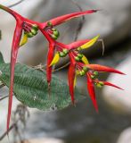 Heliconia subulata