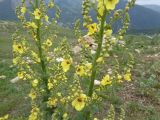 Verbascum pyramidatum