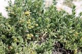 Argusia sibirica. Плодоносящее растение. Казахстан, г. Актау, на песке на берегу моря. 21 июня 2021 г.