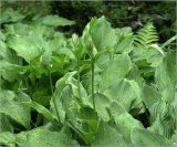 Hosta albomarginata