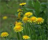 Taraxacum officinale