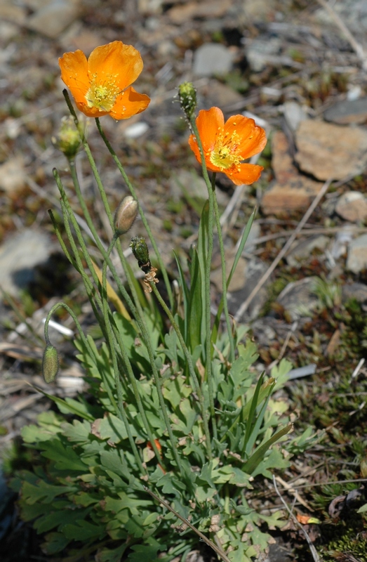 Изображение особи Papaver tianschanicum.