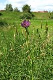 Tragopogon porrifolius. Верхушка цветущего растения. Нидерланды, провинция Гронинген (Groningen), Гронинген (Groningen), в посевах зерновых. 24 мая 2011 г.