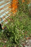 Carpesium cernuum. Цветущее растение. Республика Абхазия, Новый Афон. 20.08.2009.