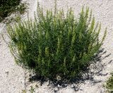 Reseda lutea