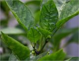 Capsicum annuum