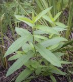 Stachys palustris