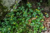 Saxifraga cymbalaria