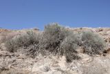 Ephedra strobilacea