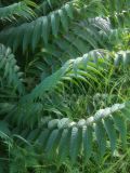 Ailanthus altissima