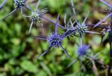 Eryngium planum. Соцветия. Чечня, Веденский р-н, долина р. Ахкичу, луговой склон. 26.07.2022.