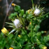 Sonchus arvensis подвид uliginosus. Соплодия. Чувашия, окрестности г. Шумерля, берег р. Сура, устье р. Шумерлинка. 28 июля 2005 г.