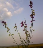 Polygala cretacea. Верхушка цветущего растения. Украина, Луганская обл., меловые холмы возле пгт Новосветловка. 28.07.2011.