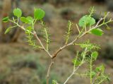 Populus diversifolia. Веточка с соплодиями. Казахстан, Кызылординская обл., Чиилийский р-н. 27.04.2011.