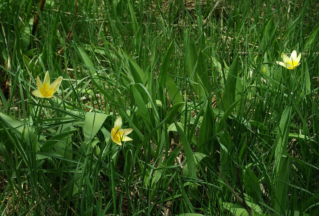 Изображение особи Tulipa berkariensis.