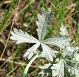 Potentilla impolita. Листья. Нижегородская обл., Кстовский р-н, пойма р. Кудьма, край пашни. 14.07.2011.