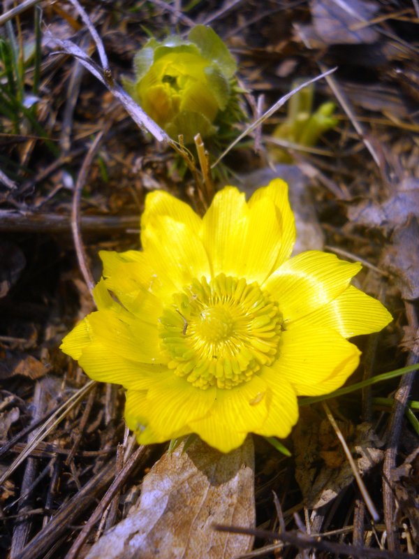 Изображение особи Adonis vernalis.