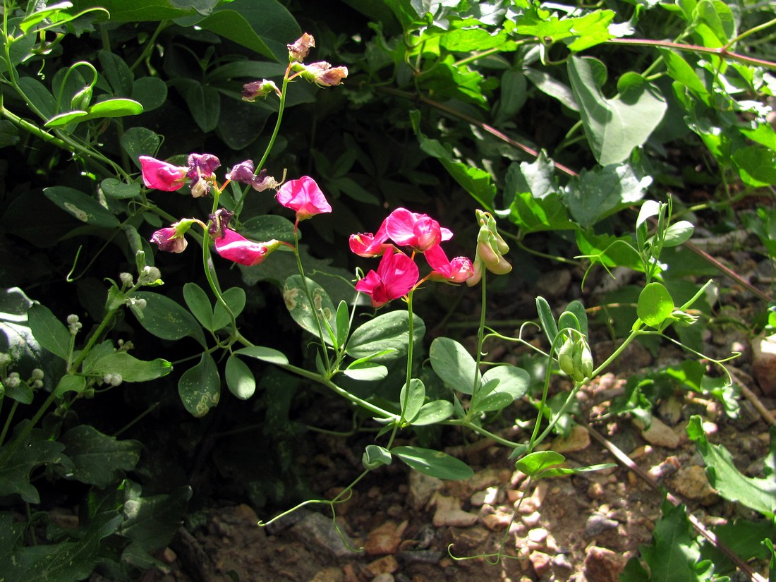 Изображение особи Lathyrus tuberosus.