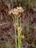 Rhynchospora alba