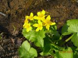 Caltha fistulosa