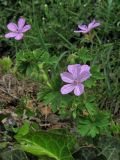 Geranium asphodeloides. Верхушка цветущего растения. Крым, окр. Ялты, пос. Голубой Залив, обочина. 30 апреля 2013 г.