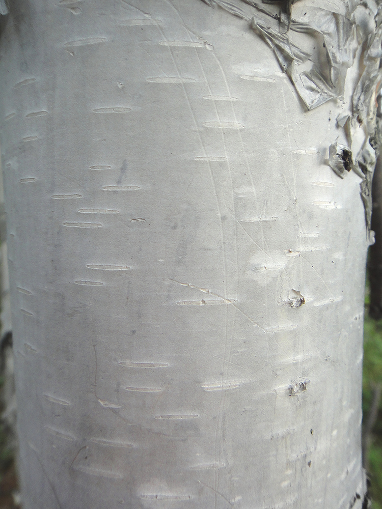 Изображение особи Betula platyphylla.