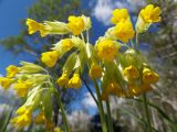 Primula macrocalyx