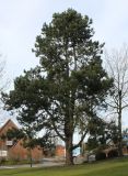 Pinus nigra. Взрослое растение. Германия, г. Кемпен, в парке. 23.02.2014.