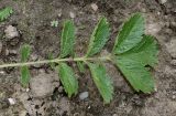 Potentilla dombeyi. Лист. Германия, г. Крефельд, Ботанический сад. 06.09.2014.