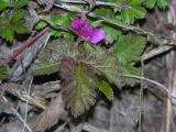 Rubus arcticus