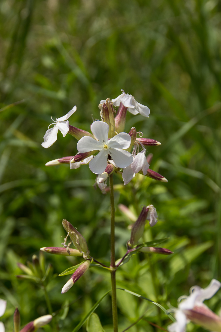 Изображение особи Saponaria officinalis.