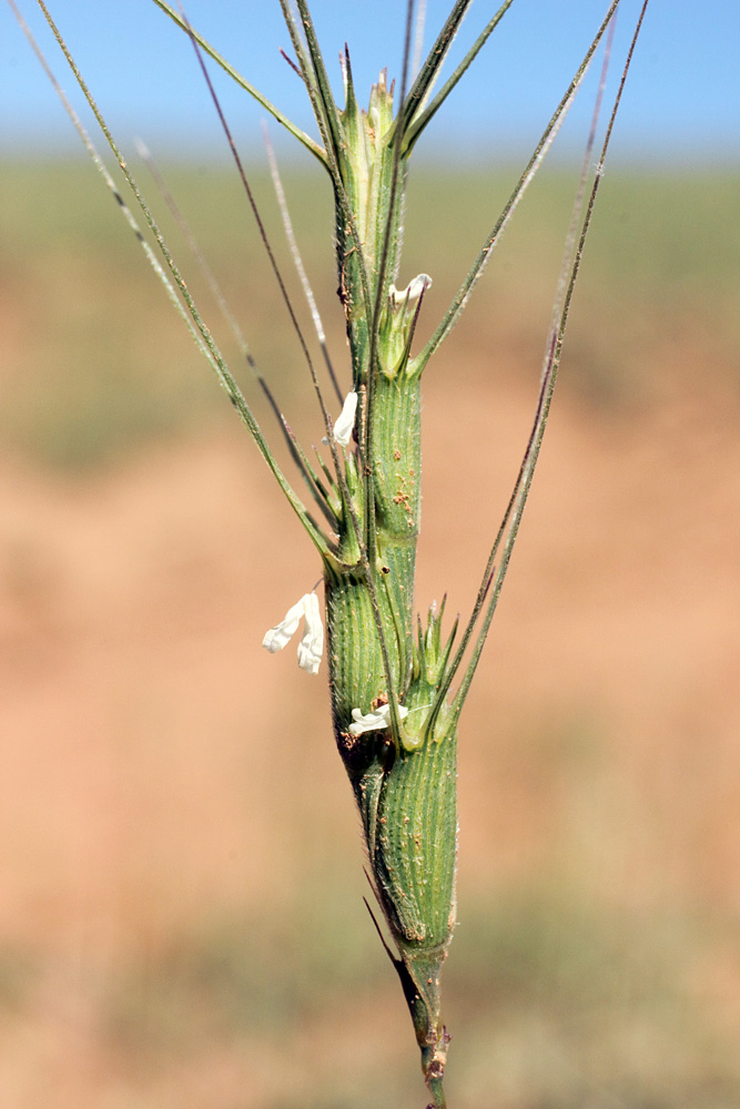 Изображение особи Aegilops triuncialis.