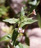 Epilobium cylindricum. Верхушка побега с цветками и бутонами. Кыргызстан, Нарынская обл., левый берег р. Нарын, природный парк Салкын-Тор. 12.07.2015.