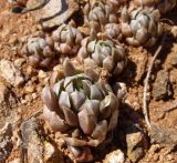 Orostachys thyrsiflora