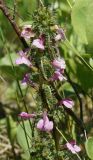 Pedicularis palustris