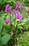 Dodecatheon meadia