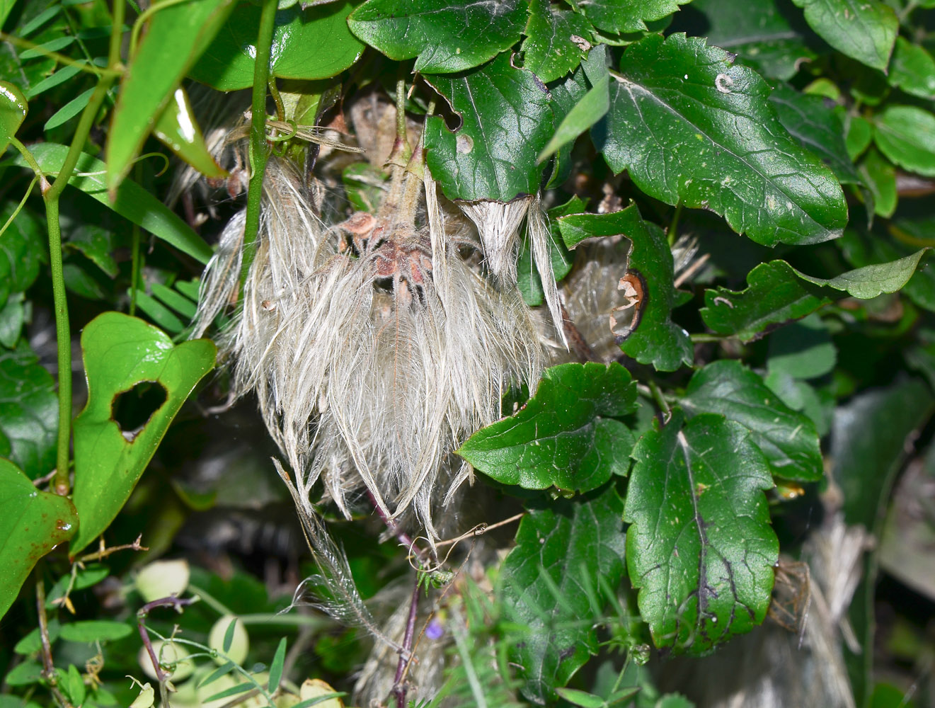 Image of Clematis cirrhosa specimen.