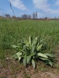 Plantago urvillei. Растение с сухими прошлогодними соплодиями. Украина, Запорожская обл., Запорожский р-н, Малоекатериновское охотничье-рыболовное хозяйство. 17.04.2016.