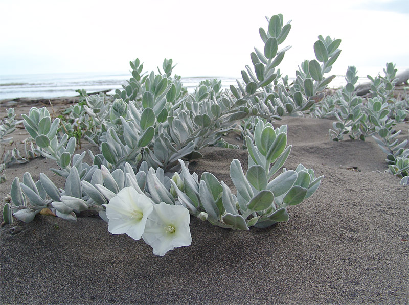 Image of Convolvulus persicus specimen.