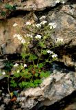 Saxifraga irrigua