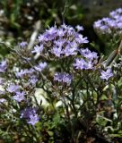 род Limonium. Соцветия. Франция, Леринские о-ва, о-в Сент-Маргерит (Sainte-Marguerite), скалистый берег. Июль.