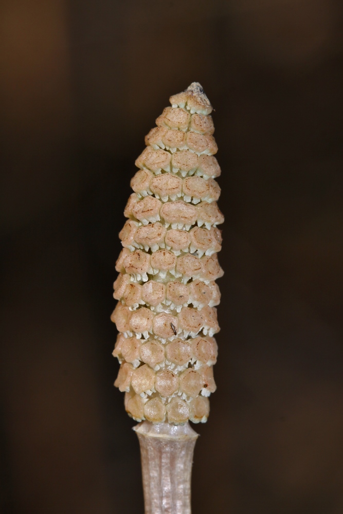 Image of Equisetum arvense specimen.