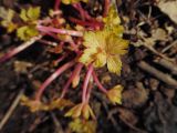 Geranium sibiricum. Лист розетки. Марий Эл, г. Йошкар-Ола, Центральный парк, лесистая часть. 26.04.2017.