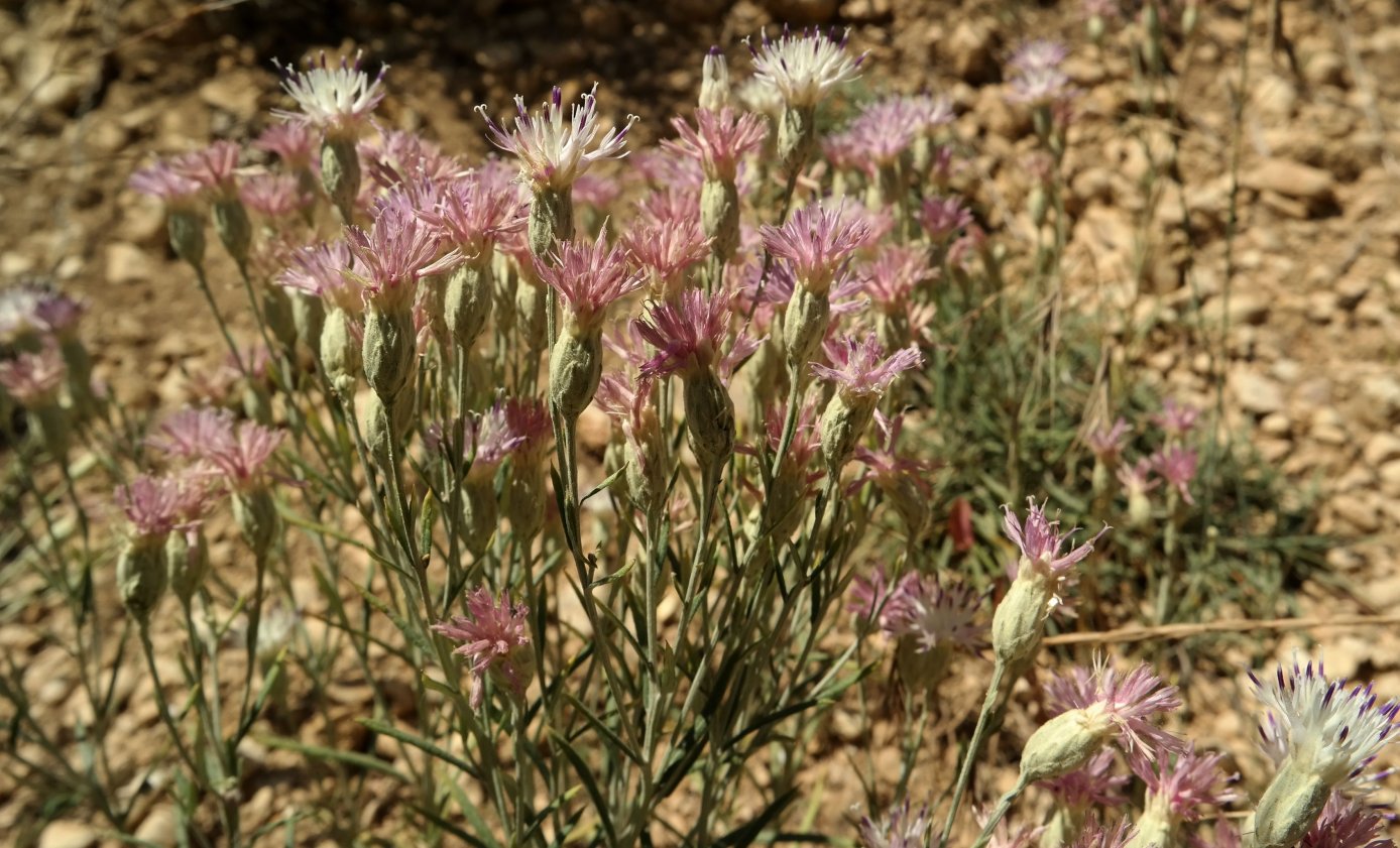 Изображение особи Jurinea stoechadifolia.